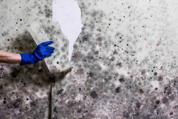 Best Attic Mold Remediation in Mount Dora, FL